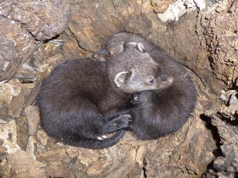 Southern Sierra Fisher ESA Listing Conservation Biology Institute